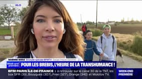 En Haute-Garonne, la transhumance des brebis attire des spectateurs 
