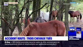 Calvados: trois chevaux tués après une collision avec une voiture à Bavent, le chauffeur blessé