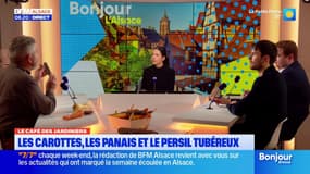 Le Café des Jardiniers: carottes, panais et persil tubéreux