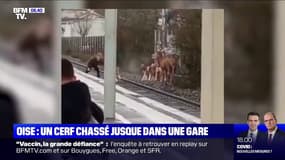 Dans l'Oise, un cerf a été chassé jusqu'à la gare de Chantilly