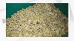 Des canetons sont entassés vivants dans poubelles.