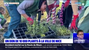 10.000 arbustes sont actuellement plantés à Nice grâce au don d'une association