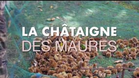 Le Var & Vous, du champ à l'assiette : la châtaigne des Maures