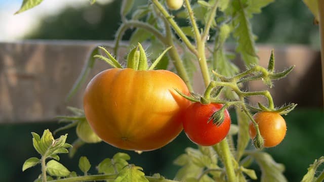 Les revenus tirés des ventes de fruits et légumes de son jardin sont à déclarés.