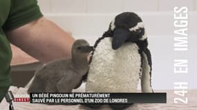 Ce bébé pingouin est chouchouté par les soigneurs d'un zoo de Londres