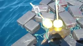 Cette tortue s'est retrouvée emmêlée dans un filet contenant 800 kg de cocaïne