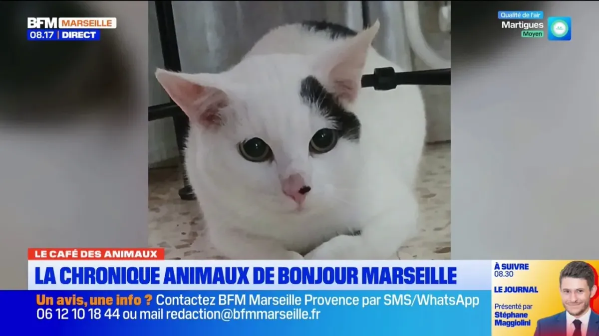 Le Café des Animaux: Valentin et Jackson, deux chats à adopter