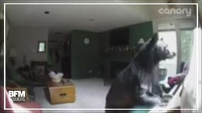 Cet ours s'infiltre dans une maison et y joue du piano