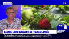 Alsace: un large panel de variétés de fraises