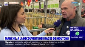 Salon de l'agriculture: à la découverte des races de moutons manchoises