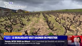 Beaujolais: des vignerons veulent monter en gamme et lancer des bouteilles "Premiers crus"