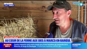 L'Été chez nous: à Marcq-en-Barœul à la découverte de la ferme aux Oies