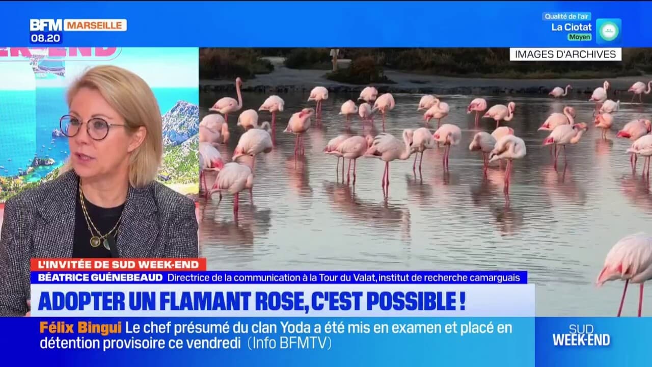 Valat Arles: l'institut de la Tour Valat propose parrainer un flamant rose