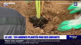 Le Luc: 134 arbres plantés par les enfants afin de les sensibiliser à la biodiversité