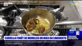 Dans votre assiette du jeudi 8 juin - Cuers : la forêt de Morilles du mas de Lingousto