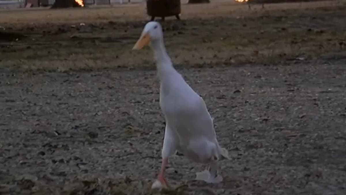 placeholder video