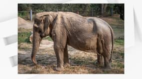 L'éléphante Pai Lin, 71 ans, a le dos affaissé après 25 années à avoir transporter des touristes en Thaïlande.