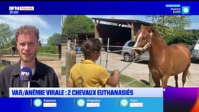 Anémie virale dans le Var: inquiétude dans les centres équestres