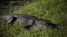 Un alligator au parc national d'Everglades, en Floride, le 7 décembre 2023