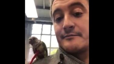 Cocotte et Gérald Darmanin