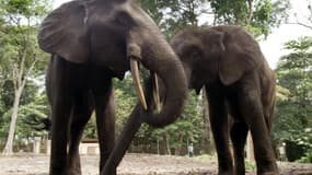le Gabon accueille plus de la moitié des éléphants de forêt d'Afrique. Illustration