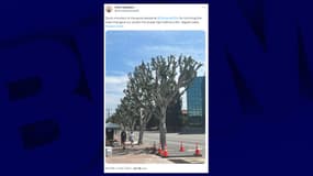 Une photo d'un arbre élagué devant les studios Universal à Los Angeles en pleine grève des acteurs le 19 juillet 2023.