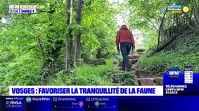 Vosges: des falaises interdites pour assurer la tranquillité de la faune