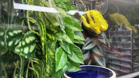 Serpent dans une cage de la boutique