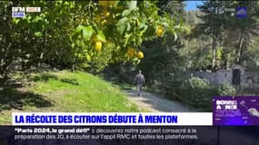 Menton: la récole des citrons a commencé