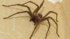 Un gros specimen d'araignée à même le sol. (Photo d'illustration)