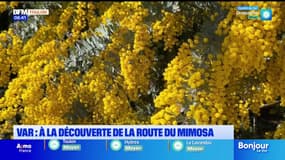 Var: à la découverte des 130km de la Route du Mimosa