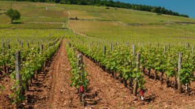 Domaine de la Romanée Conti.