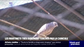 Face aux fortes chaleurs, la Ligue de protection des oiseaux se mobilise pour secourir les martinets qui sont particulièrement vulnérables