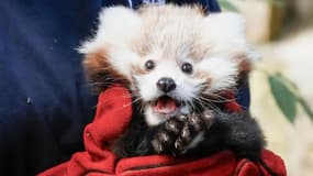 Roxie, le panda roux de 3 mois mort de peur lors d'un feu d'artifice. 
