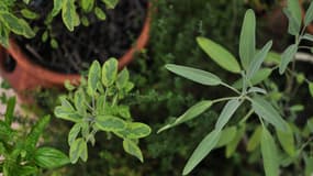 Un "herboriste" affirmait pouvoir guérir le sida avec des plantes.