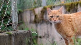 Empoisonner un chat relève de la cruauté envers animaux et peut être puni de deux ans d'emprisonnement et 30.000€ d'amende.&nbsp;