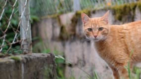 Un chien et trois chats sont décédés ces dernières semaines à Nice.