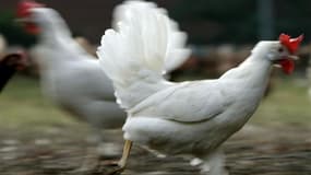 La commune de Pincé, dans la Sarthe, a décidé d'offrir à chaque famille volontaire un couple de poules pondeuses chargées de picorer leurs épluchures de légumes et autres restes de repas pour aider ses 200 habitants à réduire le volume de leurs déchets. /