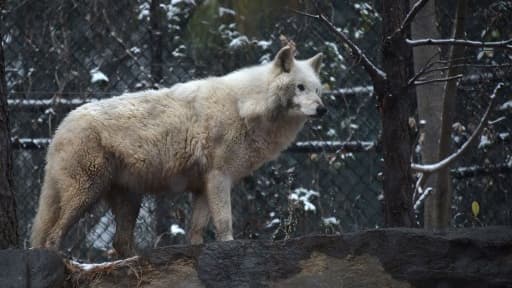 Image d'illustration d'un loup blanc aux États-Unis, le 9 décembre 2017