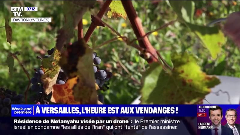 Vendanges: ce producteur installé à Versailles poursuit sa récolte en plein mois d'octobre