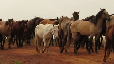 Dans des fermes situées en Argentine et en Uruguay, des juments sont avortées à répétition afin de fournir une hormone utilisée par les éleveurs européens.