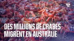 Ces millions de crabes entament leur migration vers l'océan sur cette île australienne