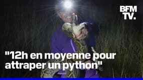  En Floride, cette chasseuse professionnelle de serpents traque une espèce invasive de pythons 