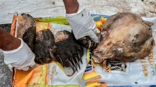 Les restes d'un ours malais retrouvé à Kerta Tunas Jaya, le 3 avril 2018 en Indonésie Les restes d'un ours malais retrouvé à Kerta Tunas Jaya, le 3 avril 2018 en Indonésie