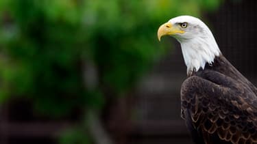 Un pygargue à tête blanche, symbole des Etats-Unis