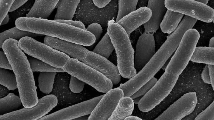Bactéries E. Coli, grossies au microscope électronique