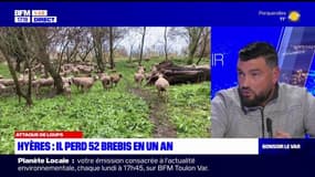 Hyères: un éleveur varois contraint de prévenir les attaques récurrentes de loups