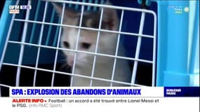 SPA: le nombre d'abandons d'animaux explose