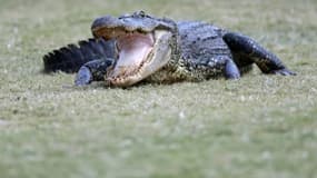 Un alligator - Image d'illustration