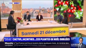 Cactos, jacintos, poinsétias... Estas plantas sazonais para oferecer no Natal 